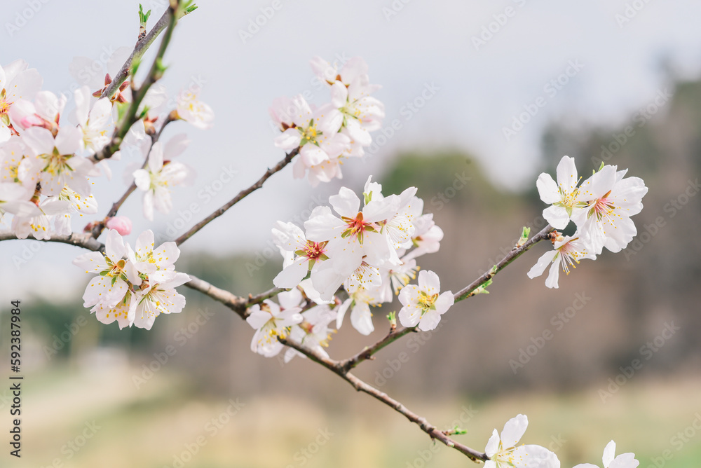 A close up of a flower with the word cherry on it A close up of a flower with the word cherry on it