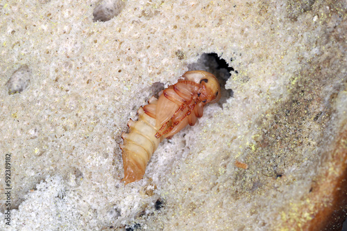 Darkling beetle Tenebrio molitor pupa in an old, dry piece of bread. photo