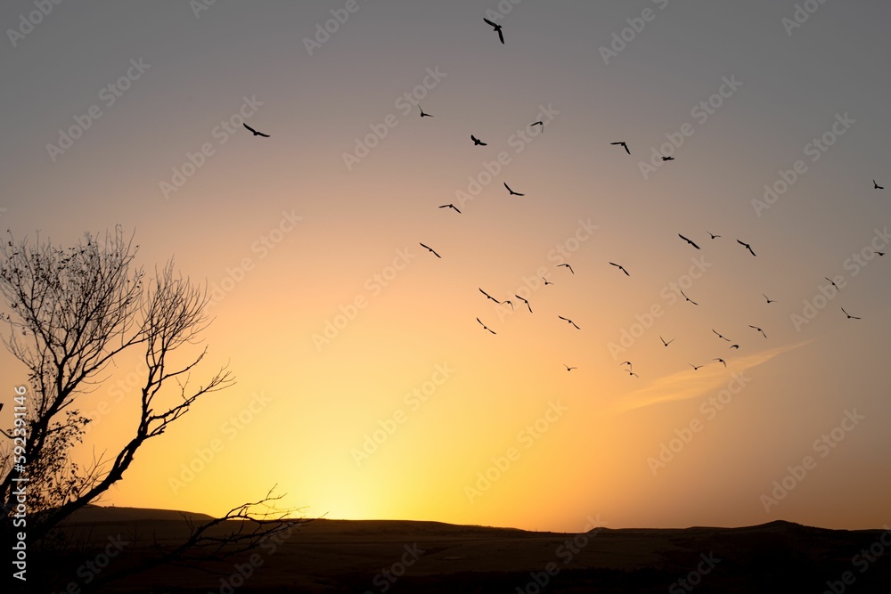 Birds flying in the sunset sky over the silhouette of a tree and field