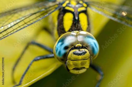 Extreme macro shot dragonfly eye in the wild on a green leafs. © alexey351