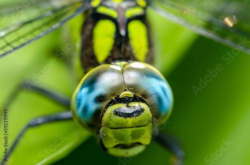 Portrait of a dragonfly with big eyes.