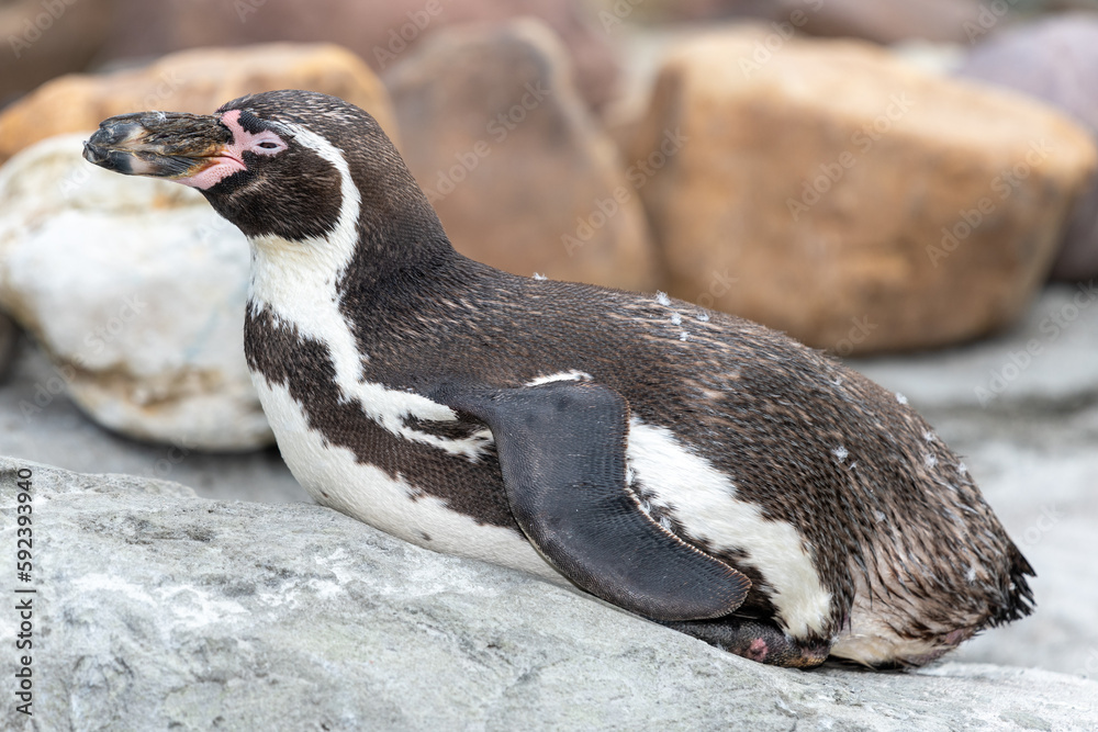 Obraz premium Close up of a Humboldt penguin (Spheniscus humboldti)