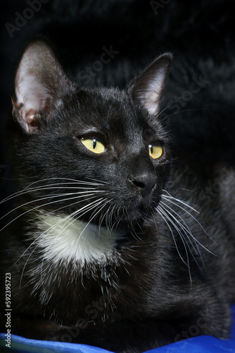 black and white cat