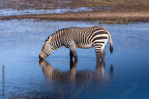 Zebra am Wasserloch im Mountain Zebra Nationalpark in S  dafrika