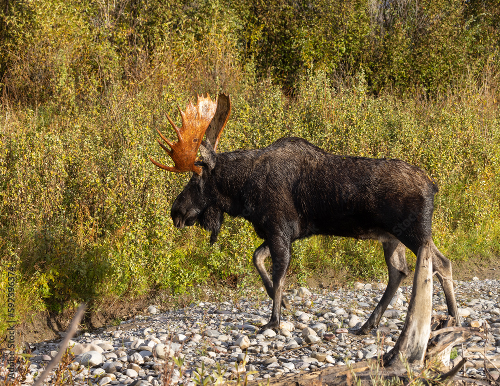 Fototapeta premium Bull Moose in Wyoming During the Fall Rut