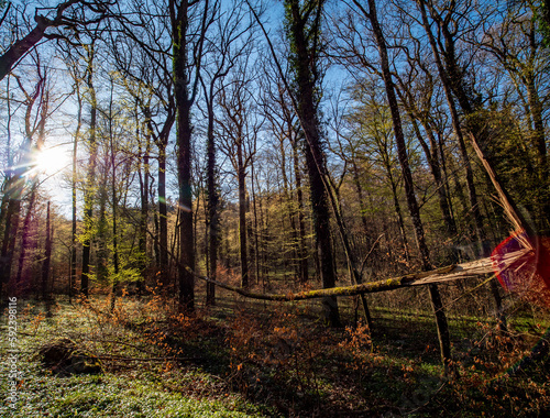 Beschädigte Bäume im Mischwald © focus finder