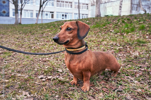 Dog for a walk. Miniature red dachshund on a leash close-up