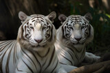 strong white tiger looking at camera.