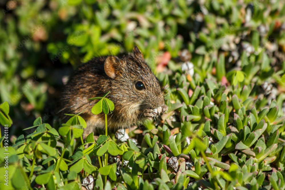 A four-striped grass mouse (Rhabdomys pumilio) eating a seed A four-striped grass mouse (Rhabdomys pumilio) eating a seed