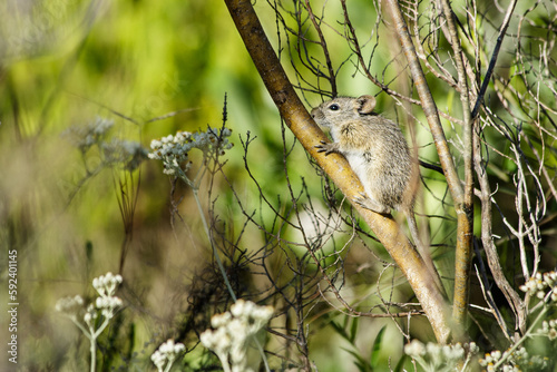 A four-striped grass mouse (Rhabdomys pumilio) resting in a tree photo