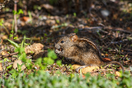 A four-striped grass mouse (Rhabdomys pumilio) eating a seed photo