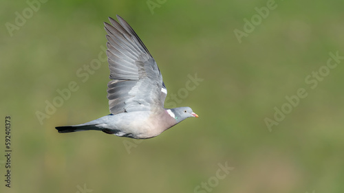 Wood pigeon in flight /Columba palumbus © mark