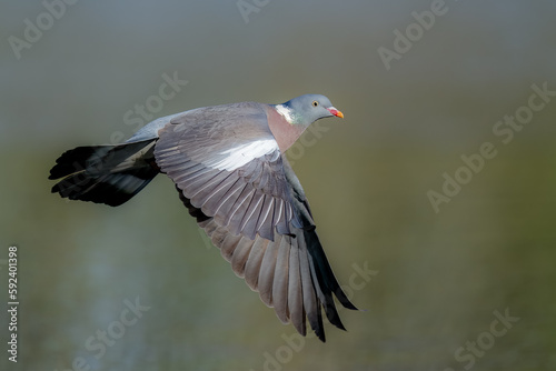 Wood pigeon in flight /Columba palumbus