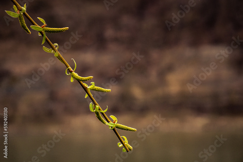 tree, plant, nature, spring, branch, leaf, green, bud, white, isolated, flower, twig, leaves, growth, sky, natural, blossom, willow, brown, season, blooming, blue, life, flora, macro photo