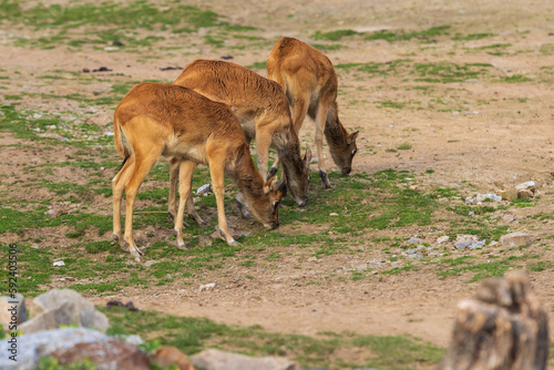 Antelope - Kobus megaceros grazes on green grass. photo