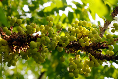 Phyllanthus acidus, known as the Otaheite gooseberry, Malay gooseberry, Tahitian gooseberry, country gooseberry, star gooseberry, starberry, arbari, West India gooseberry, or simply gooseberry tree, photo
