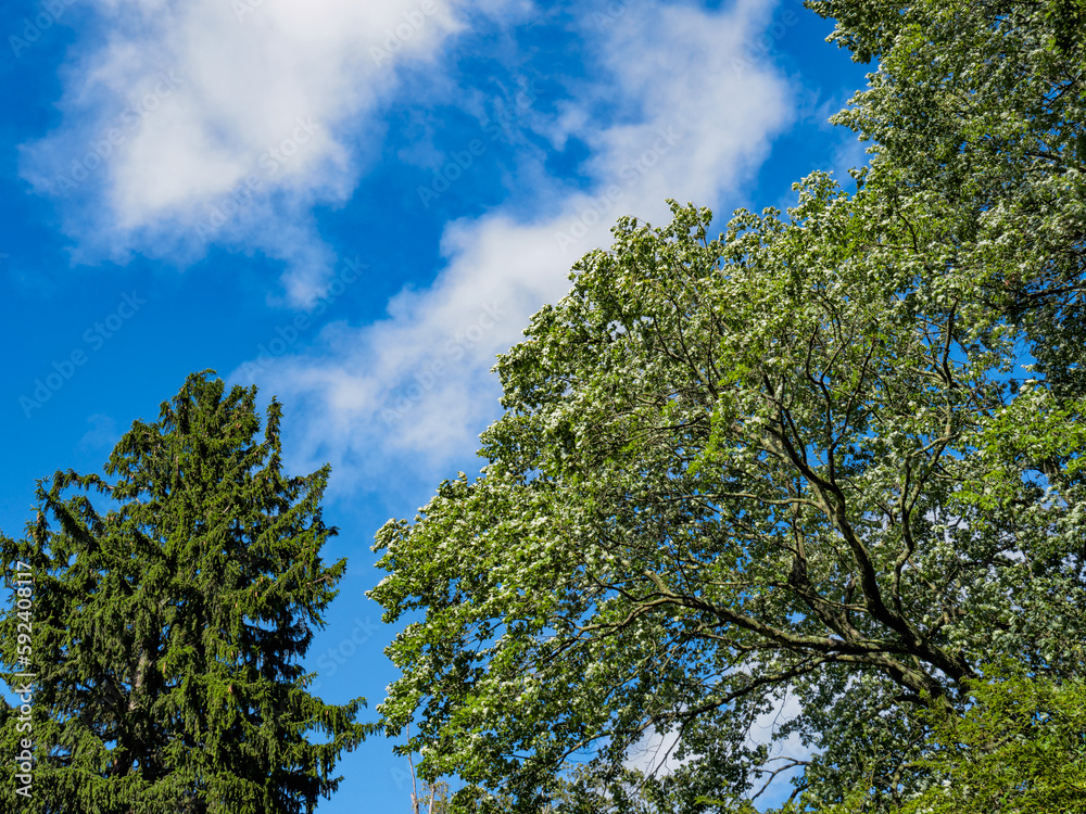 Norway spruce tree, Picea abies and Norway maple tree, Acer platanoides L. against a blue sky. Resilience, strength and beauty nature background. Norway spruce tree, Picea abies and Norway maple tree, Acer platanoides L. against a blue sky. Resilience, strength and beauty nature background.