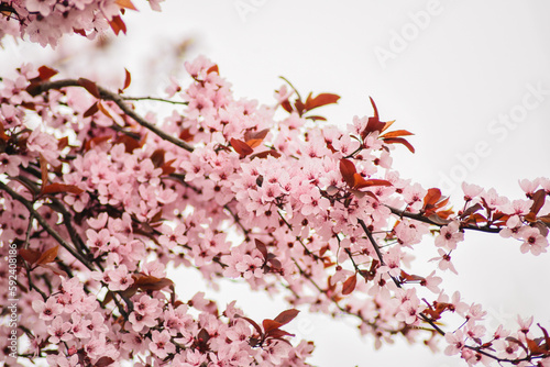 A tree with pink flowers in the spring © Maiko