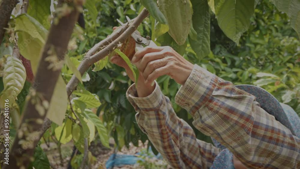 Asian woman farmer use pruning shears cut cacao pod from cacao tree in cacao farm, slow-motion