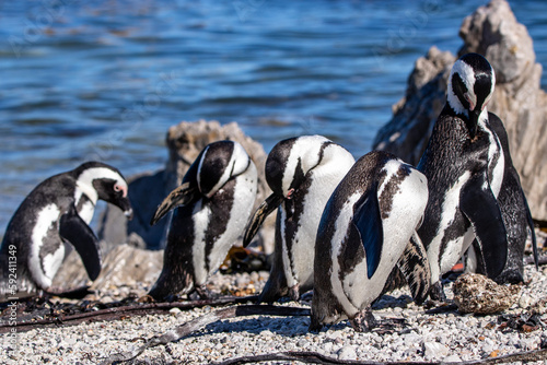 Pinguine am Stony Point in Betty`s Bay in Südafrika photo