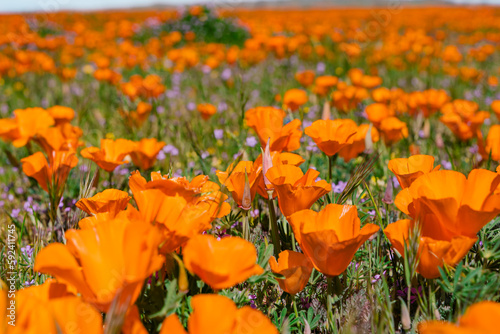 Closeup of the California Poppy wildflowers during the spring superbloom in southern California during April 2023