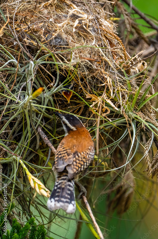 A mother bird feeding her chick in the nest. The rufous-backed wren (Campylorhynchus capistratus) is a songbird of the family Troglodytidae. 