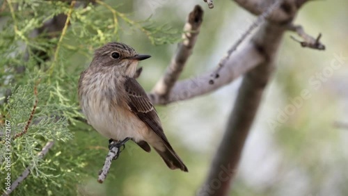 4K Video of Spotted flycatcher or Muscicapa striata small passerine bird sitting on the branch, close-up portrait, green background