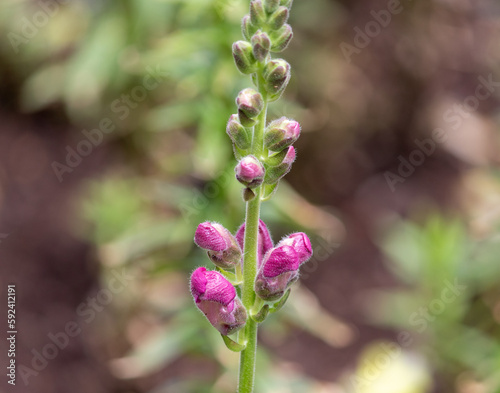 Photography of beautiful plants in the garden. 