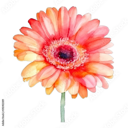 Pink gerbera flower isolated on transparent background. Watercolor botanical illustration. Generative AI