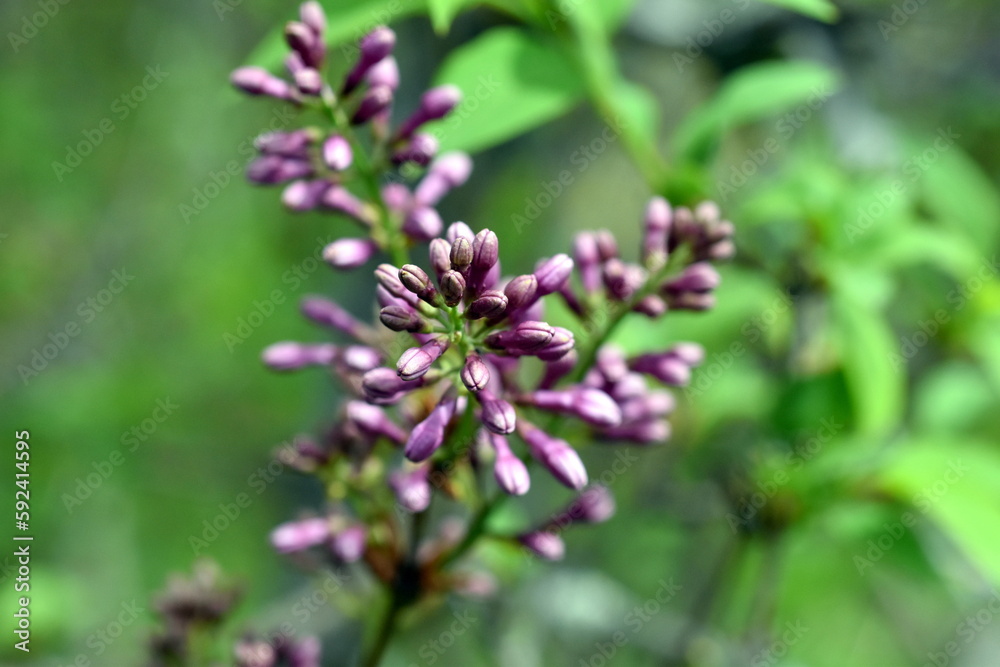 Junge Fliederknospen im Frühling Junge Fliederknospen im Frühling