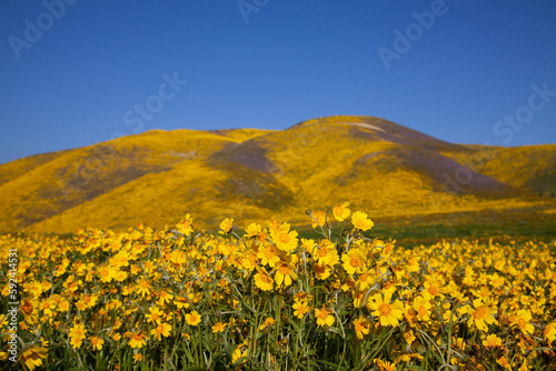 Wildflowers Blossom in Carrizo Plain National Monument  California