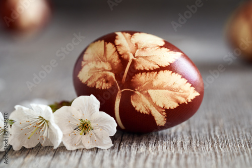 Easter eggs colored with onion skins with fresh cherry flowers