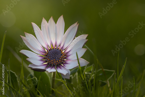 Kapkörbchen zart lila im abendlichen Licht im Garten