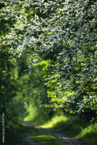 An Idyllic Path with White Blossoms