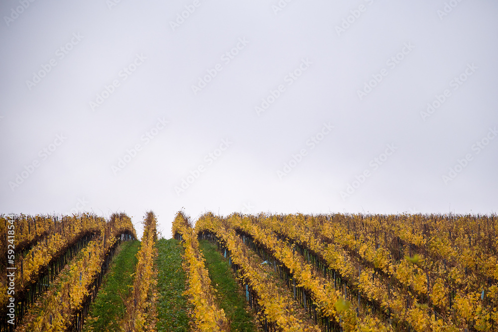 Vineyard field in autumn with rows of golden leaved grapes  