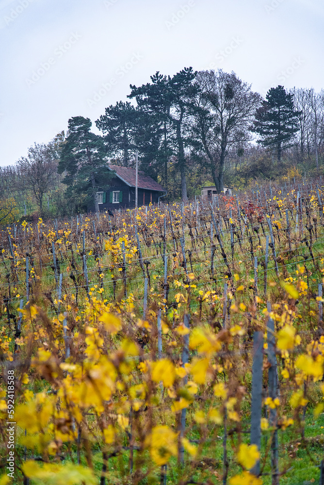 Obraz premium Vineyard field in autumn with rows of golden leaved grapes and wooden hut in the background