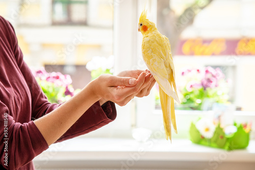 Yellow cockatiel sitting on women's hands with a sunny home window background