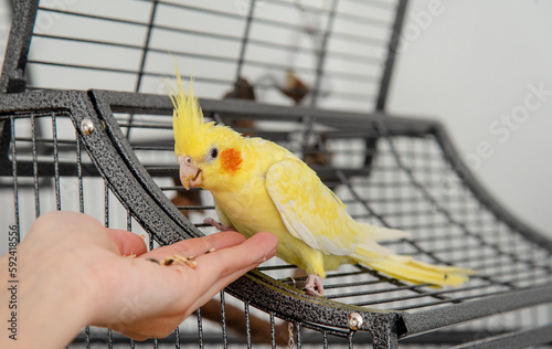 Yellow cockatiel eating out of a person's hand, sitting on a bird cage