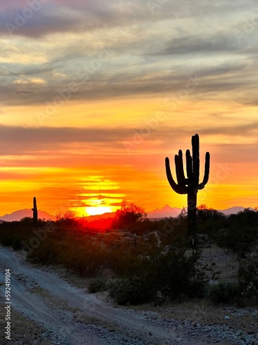cactus in sunset