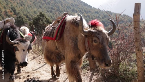 group of yaks walking on the himalayan mountain trail during summer traditional way of transport everest basecamp trek photo