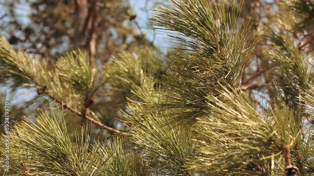 Ponderosa pine needles and cones swaying in wind with vivid colors and up close detail Ponderosa pine needles and cones swaying in wind with vivid colors and up close detail