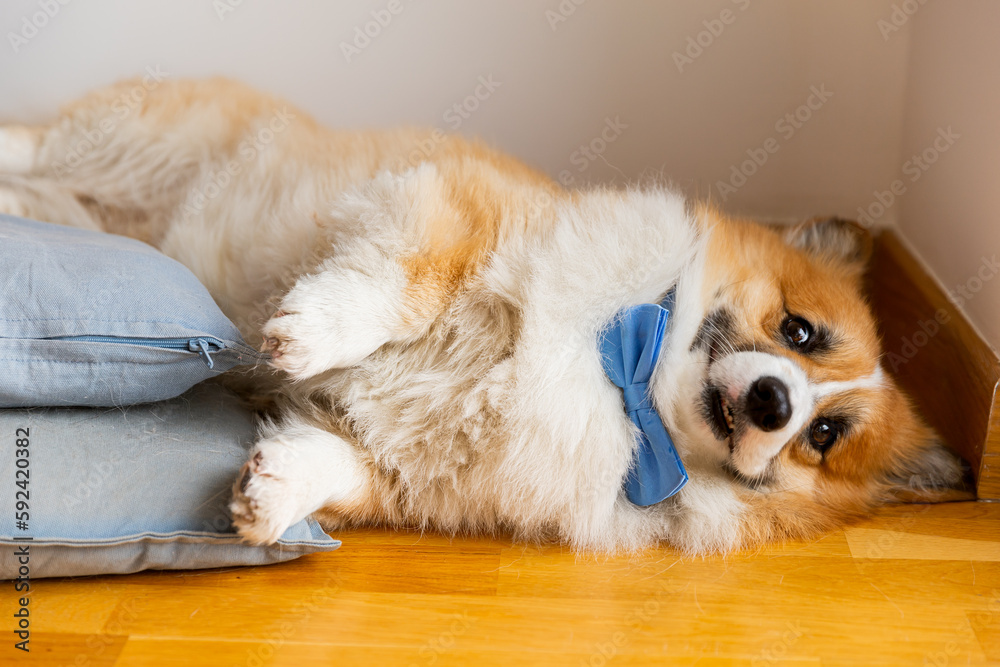 funny photo cute corgi dog with bow tie on his neck, lying on the floor