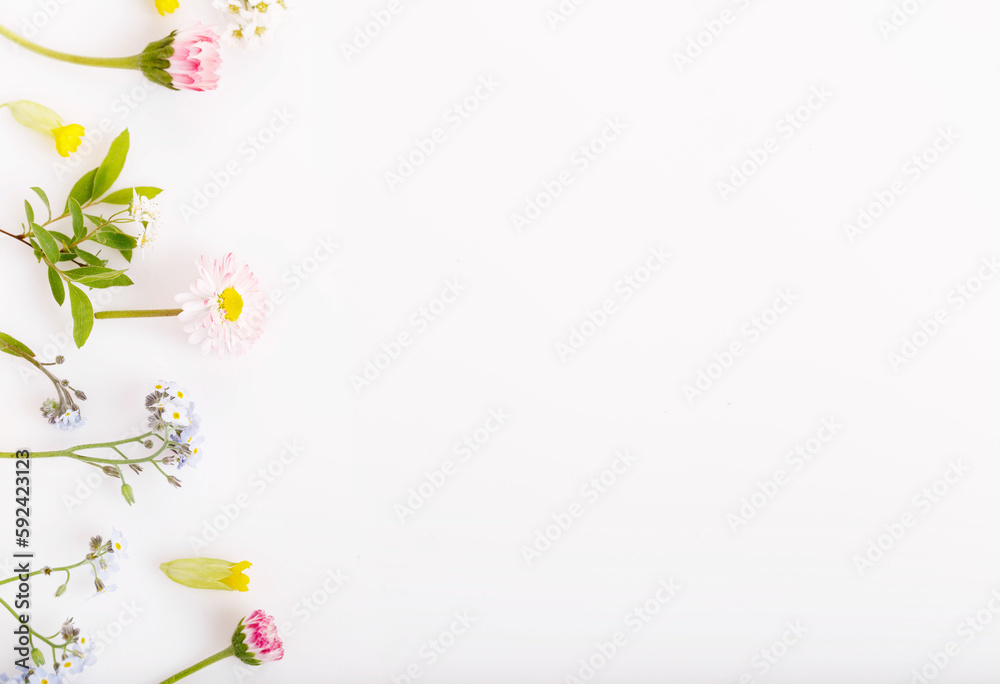 Pink flowers daises frame on white background Pink flowers daises frame on white background