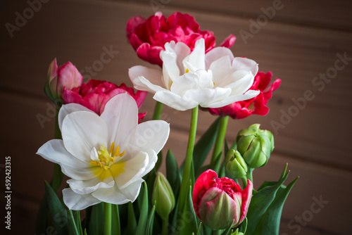 Red and white tulips, closeup photo with selective focus