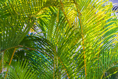 Green palm tree leaves on a sunny day  natural background