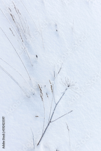 Frozen grass in the snow, top view. Vertical photo