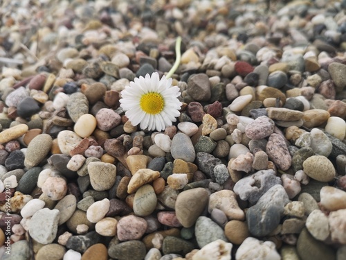 stones and flower