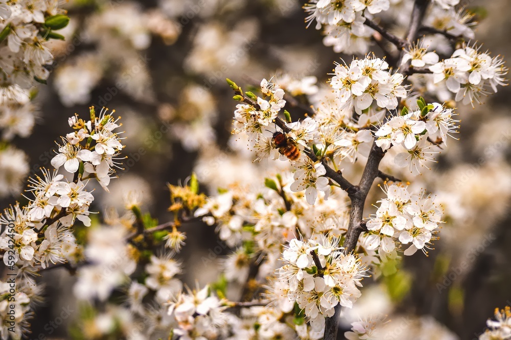 Beautiful white summer flowers. Blooming apple trees in daylight. Photo with a shallow depth of field. Beautiful white summer flowers. Blooming apple trees in daylight. Photo with a shallow depth of field.