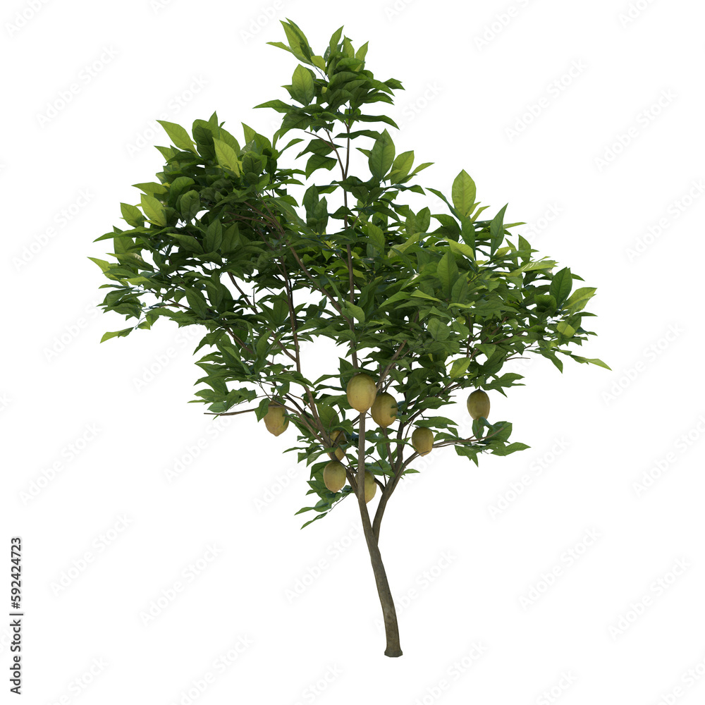 lemon plant with ripe fruit, no background very clean, good for graphic source