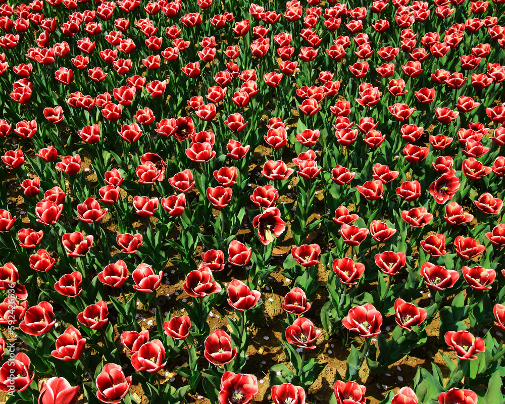 Tulip Armani field with red flowers